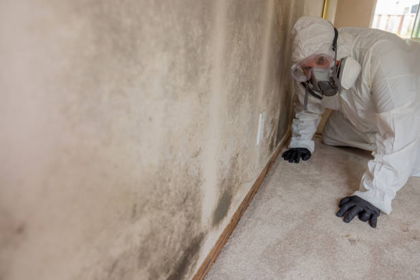 Best Forensic Mold Investigation in USA